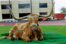 Bevo