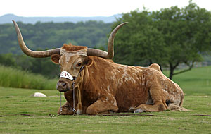 Bevo XIII