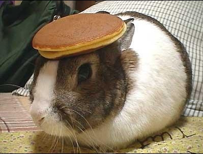 Bunny with a pancake on its head