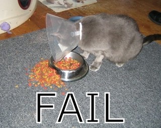 Fail cat