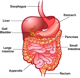 GI tract