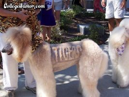 Tiger Poodle