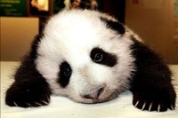 Sad panda