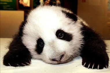 Sad panda