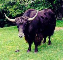 Yak